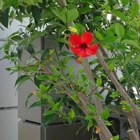 Aparthotel Cosmos